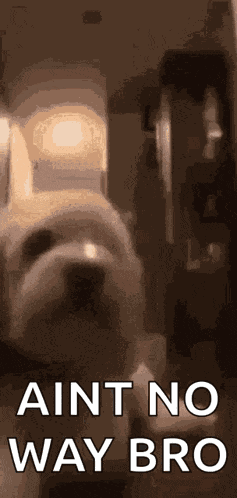 Dog Blown Away GIF