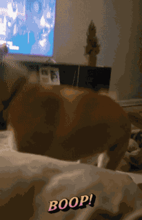 Dog Boop GIF
