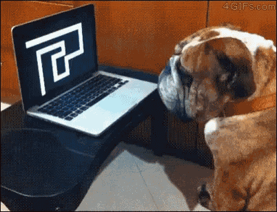 Dog Bulldog GIF