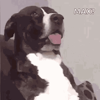 Dog Cachorro GIF