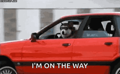 Dog Car GIF