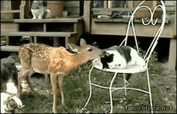 Dog Cat GIF