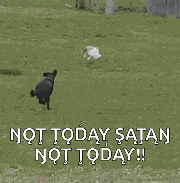 Dog Chases GIF