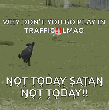 Dog Chases GIF