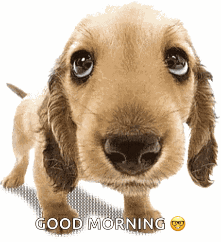 Dog Cute GIF