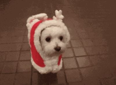 Dog Cute GIF