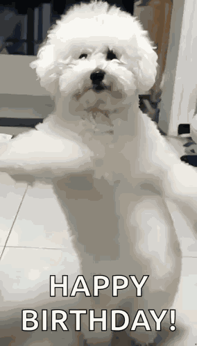 Dog Dance GIF