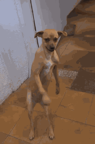 Dog Dancing Brazil GIF