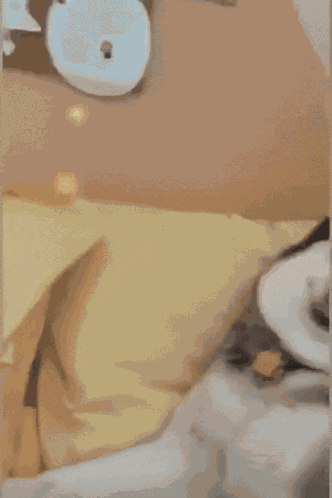 Dog Derpy GIF