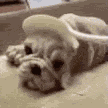 Dog Dog Cake GIF