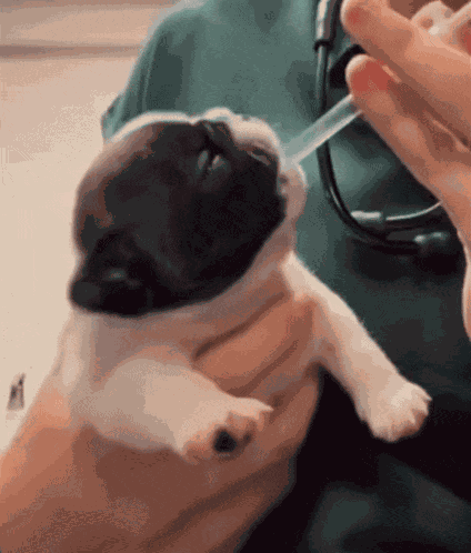 Dog Dog Head Shake GIF