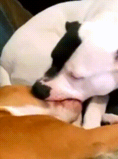Dog Dog Kissing GIF