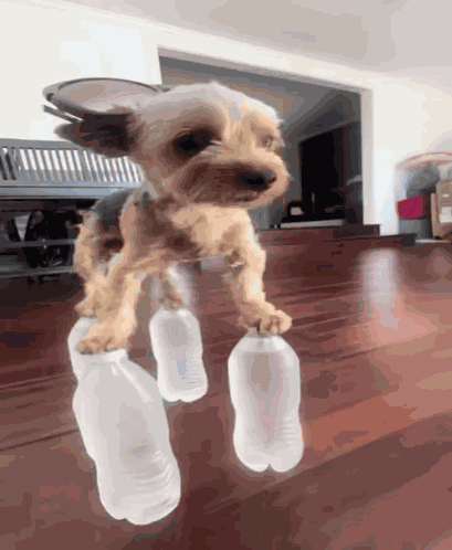Dog Dog Meme GIF