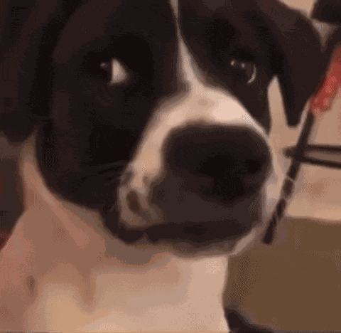 Dog Dog Weirded Out GIF