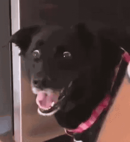 Dog Doggo GIF