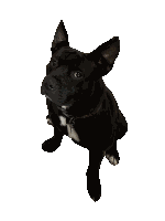Dog Doggy Sticker