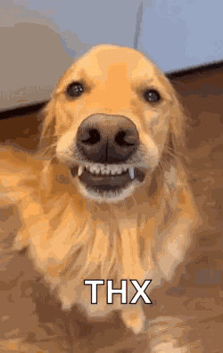 Dog Doggy GIF