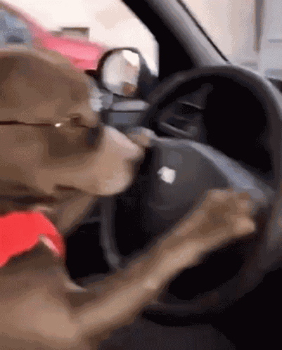 Dog Dogs GIF