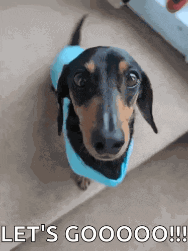 Dog Dogs GIF