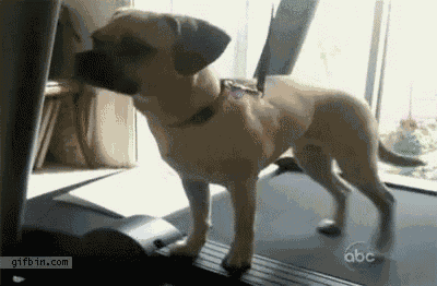 Dog Dogs GIF