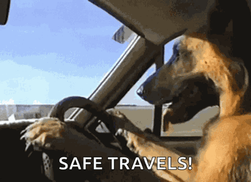 Dog Driver GIF