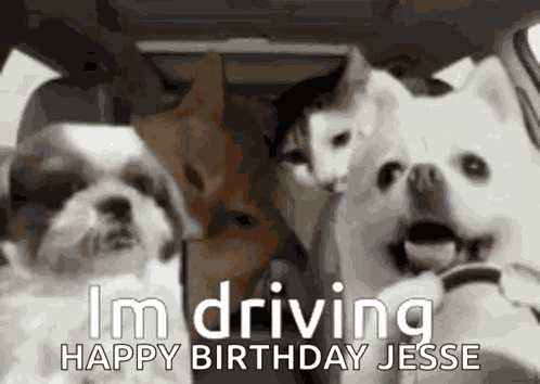 Dog Driving Car GIF