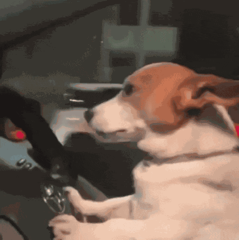 Dog Driving Car GIFs