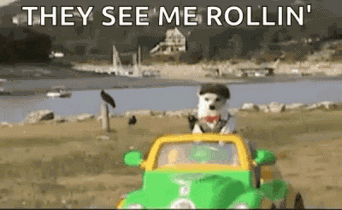 Dog Driving Cute Dog GIF