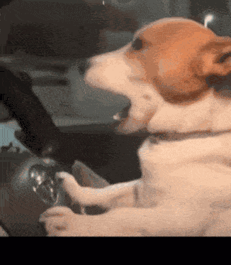 Dog Driving Dog Driving Lazy GIF