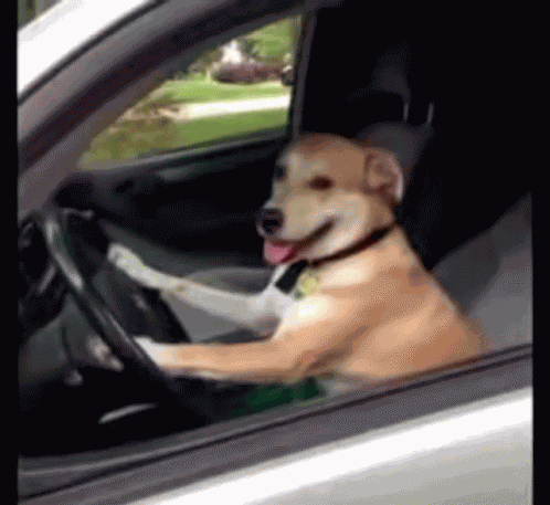 Dog Driving GIF
