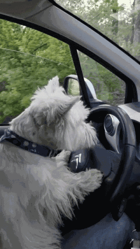 Dog Driving GIF
