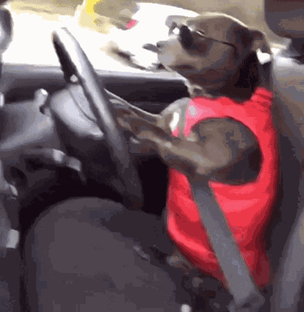 Dog Driving GIF