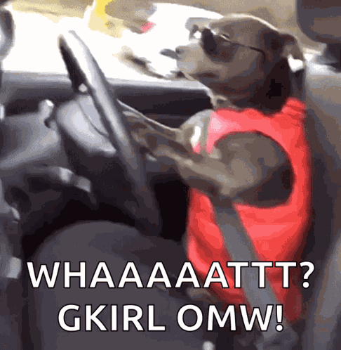 Dog Driving GIF