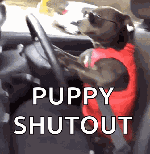 Dog Driving GIF