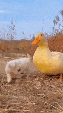 Dog Duck GIF