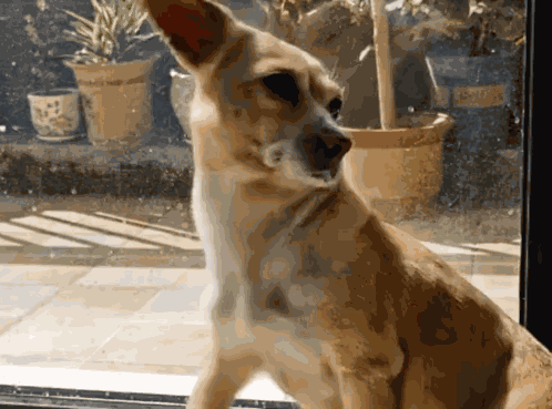 Dog Ears GIF
