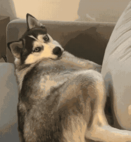 Dog Eye Roll GIF