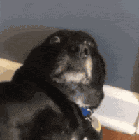 Dog Eyes Confused GIF