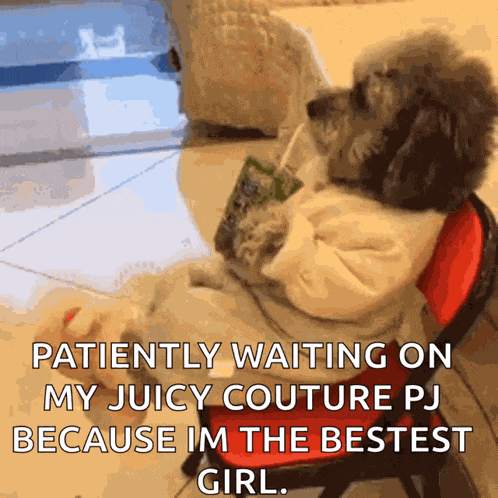 Dog Fancy GIF