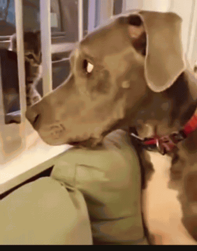 Dog Funny Animals GIF