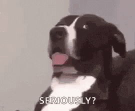 Dog Funny Animals GIF