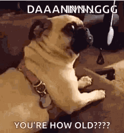 Dog Funny GIF