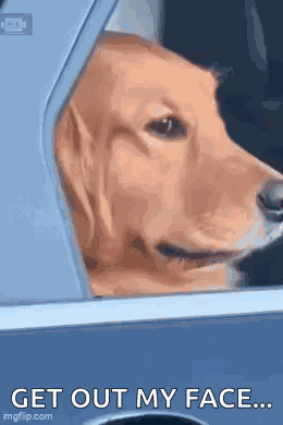 Dog Golden Retriever GIF