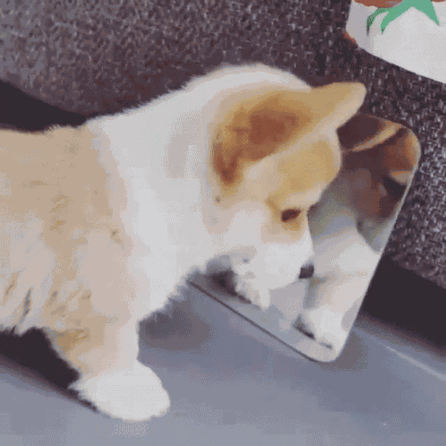 Dog Hello GIF