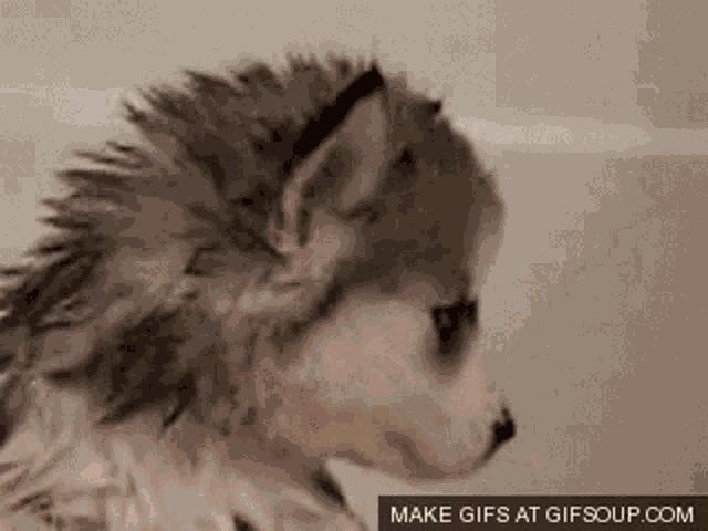 Dog Husky GIF