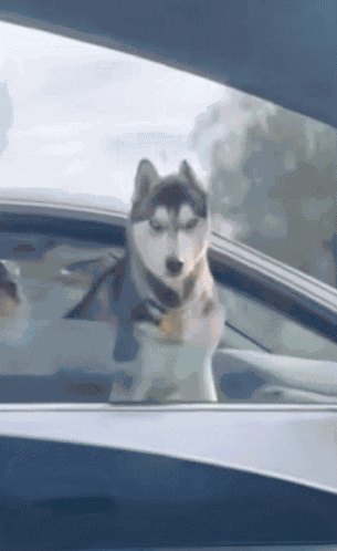Dog Husky GIF