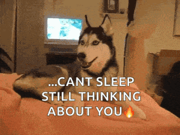 Dog Husky GIF