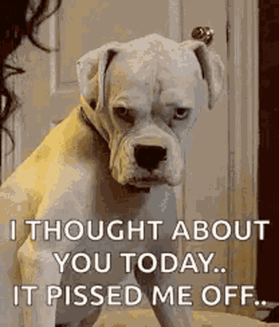 Dog I Thought About You GIF