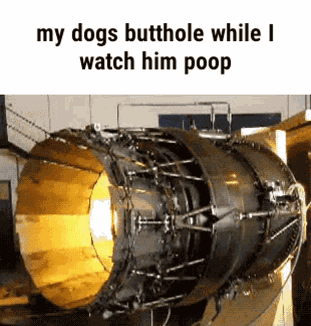 Dog GIF