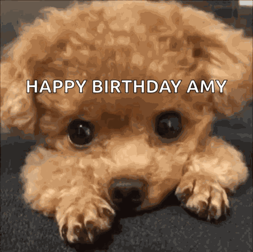 Dog GIF